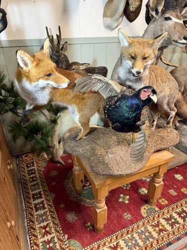 Taxidermy fox pair chasing - fox,