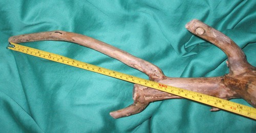 Large bogwood vivarium - large,