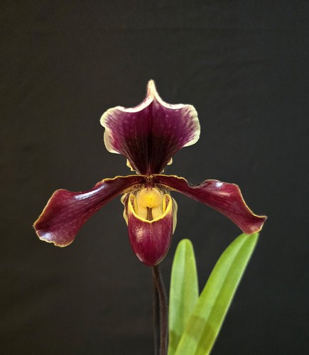 Paphiopedilum american hybrid - paphiopedilum,