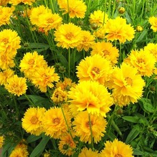 COREOPSIS EARLY SUNRISE 140 SEEDS PERENNIAL PERENNIAL FLOWER