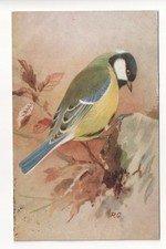 Birds - Great Tit - old