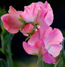 15 Mammoth Rose Sweet Pea Seeds