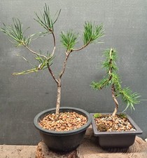 Bonsai Trees - Japanese Larch and Scots Pine Bonsai (Pair)