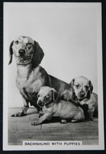 DACHSHUND AND PUPPIES   Vintage 1939  Photo Card  JE23MS