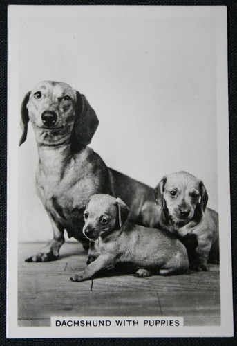 Dachshund and puppies - dachshund,
