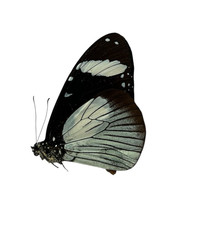 Amauris Papered Specimens Ex