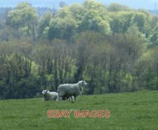 PHOTO  2010 SHEEP ON CRADLE