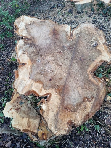 Xxl log slice - , home