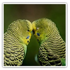 2 x Square Stickers 10 cm - Green Yellow Budgie Pair Bird  #45239