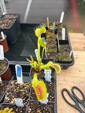 Venus Fly Trap Switzerland