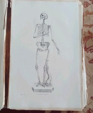1836 Antique Georgian Book Plate Anatomy macabre skeleton Anatomical Quain victo