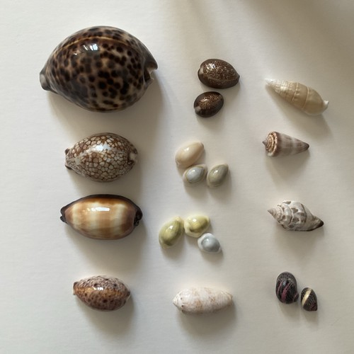 Cowrie shells collection of - -,