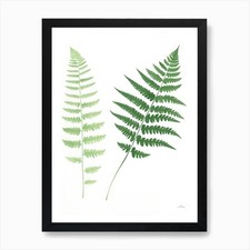 Fern Leaves 1 Art Print Framed