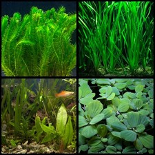 X10 Mixed Aquarium Plants All