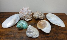 Seven Sea Shells Various Sizes