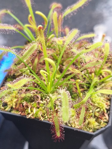 Capensis sundew small - d.capensis,