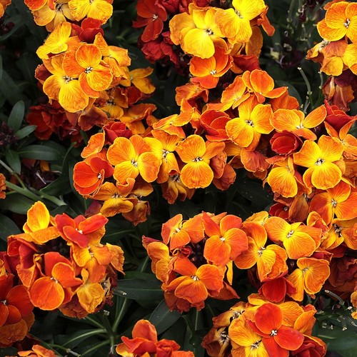 Sugar rush orange - 2x,