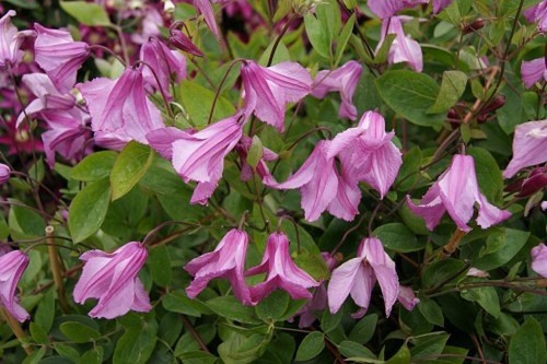 Clematis aljonushka in 8cm - clematis,