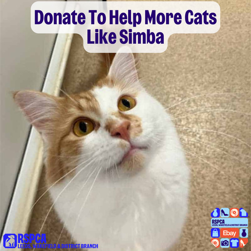 Donate help more cats like - help,
