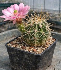 Echinocereus rosei SEEDS - -
