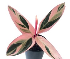 Calathea Triostar | Indoor