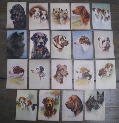 Phillips our dogs - phillips,