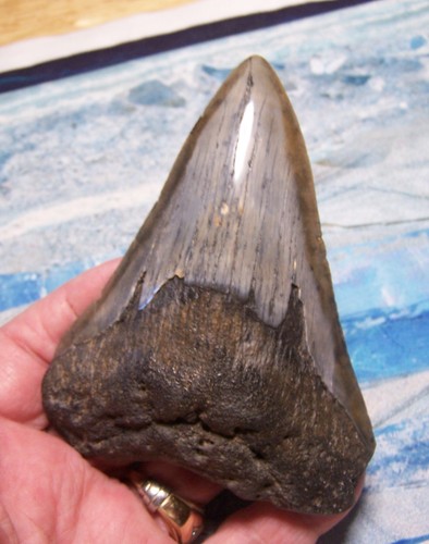 Megalodon shark tooth - shark, 4