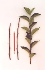 4x  Scion Cider Apples pears plums peaches  apricot nectarine Grafting 800 