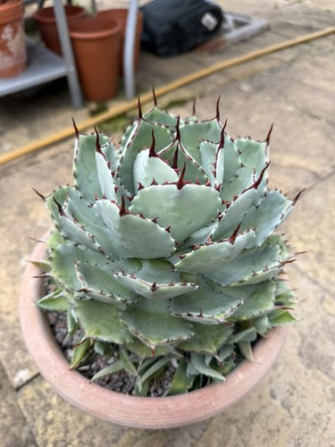 Agave kisshokan pups - agave,