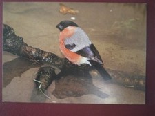 POSTCARD E3-9 ANIMALS