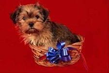 771005 Shih Tzu Puppy In A Small Basket With Blue Bow A4 Photo Print