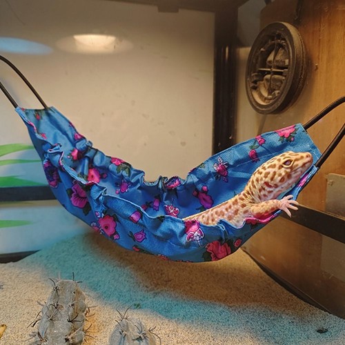 Lizard hammock suction - lizard, &suction