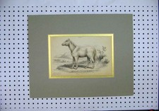 Original Old Antique Print