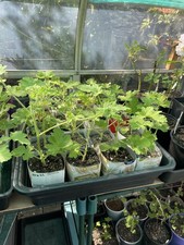 Geranium. Attar Of Rose. Two