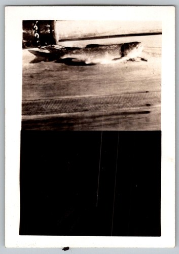 Vtg snapshot large freshly - large,