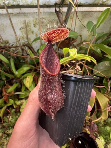 Nepenthes nigra amazing plant - nepenthes,