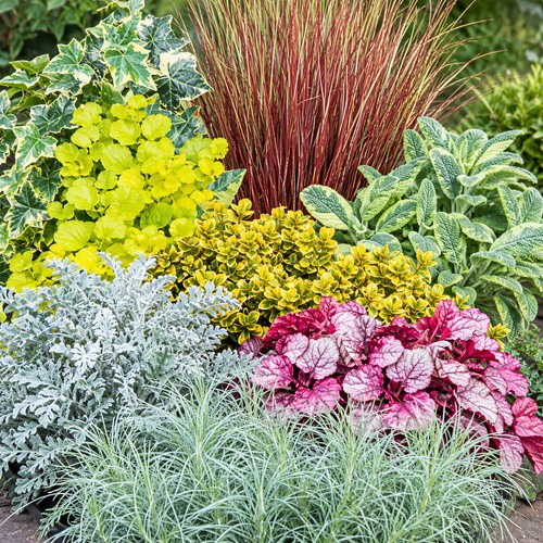 Autumn shades foliage mixed - foliage,