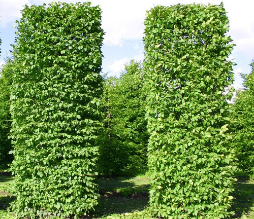Carpinus betulus seeds - 20,