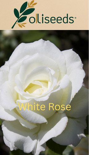 White wedding rose seeds - white,