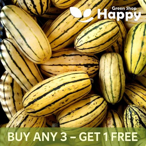 Delicata seeds gourd - delicata,