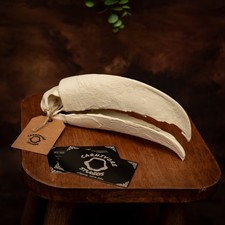 Life Size Toucan Bird Skull