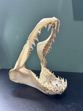 Shark Jaw (Possible Sand Tiger
