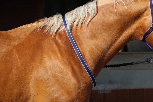 Official libby neck strap - official,