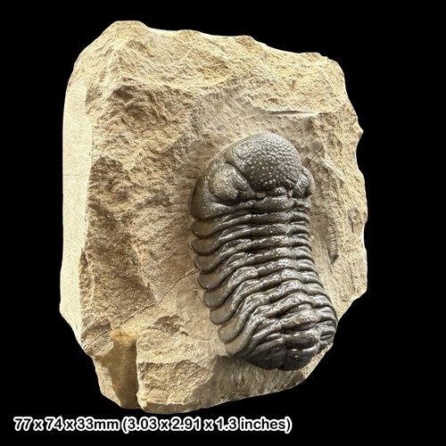 Phacops trilobite fossil - phacops, a