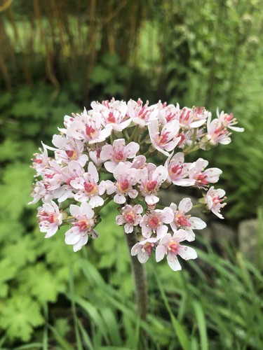 Darmera peltata pond plant - darmera,