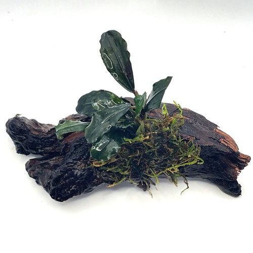 Bucephalandra brownie - bucephalandra, &