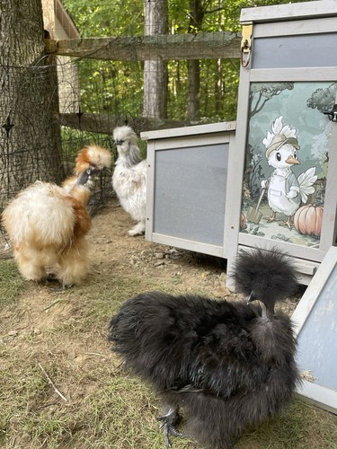 Breeder quality silkie - breeder,