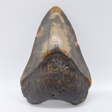 Otodus Megalodon Tooth