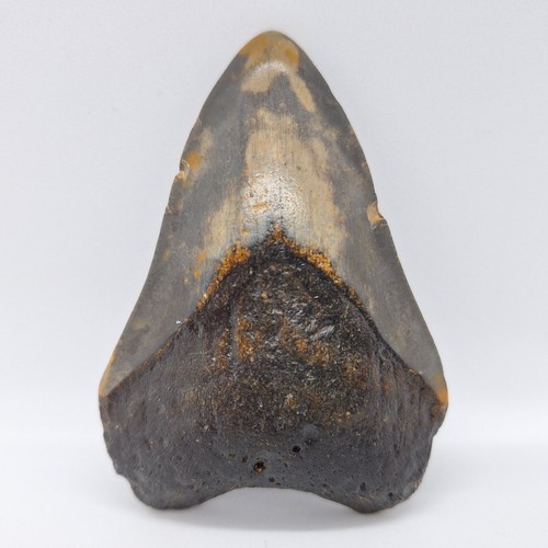 Otodus megalodon tooth - otodus,