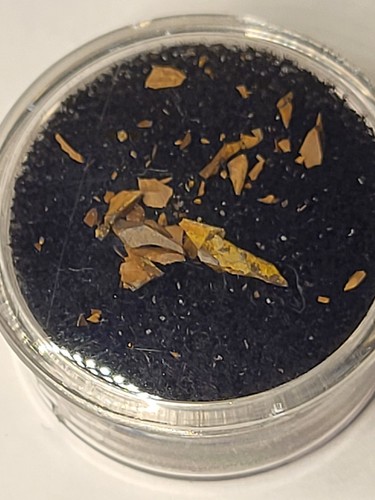 Tyrannosaurus rex tooth - rex,